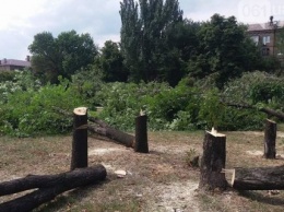 В сквере Яланского в Запорожье вырубили 500 деревьев