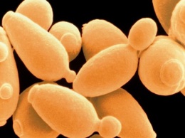 Ученые создали первый в мире искусственный организм с единственной хромосомой