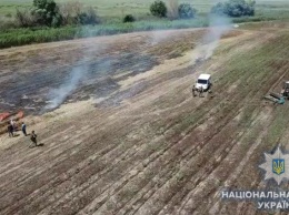 На юге Одесской области нашли плантацию конопли, стоимость «урожая» - более 20 миллионов