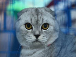 Всемирный день кошек: названы самые необычные и дорогие кошки в мире (фото)