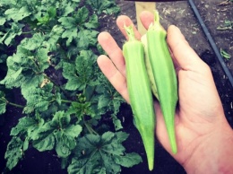 На Николаевщине выращивают бамию, мексиканские огурцы и трюфельный картофель