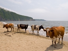 В Швеции нудисты пожаловались в муниципалитет на коров, которые приходят на их пляж. В муниципалитете решили, что коровы имеют на это право