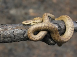 Знахарь, отпустивший десятки змей: правда и вымысел о змеях на Полтавщине