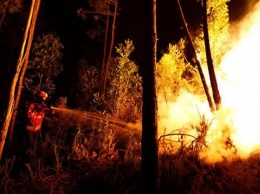 Сгорает все живое: за сутки в Запорожской области произошло больше десятка возгораний на природе