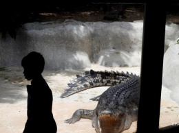 В Уганде крокодилы выудили жителей покинуть деревню