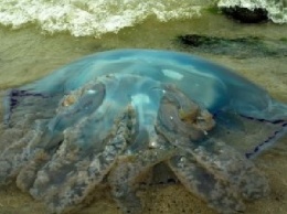 Шок: На запорожском курорте заметили огромную медузу (ФОТО)