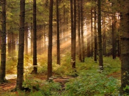Площадь лесов на Земле за последние 35 лет выросла на 7%