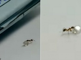 На видео видно, как муравей пытался украсть бриллиант прямо из магазина!