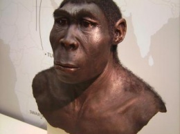 «Они были ленивы»: Ученые рассказали, почему вымерли Homo erectus