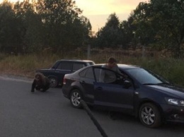 В центре Архангельска застрелили напавшего на человека медведя