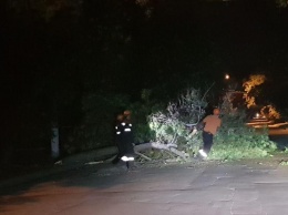Спасателям ночью пришлось убирать дерево, которое упало на перекрестке Московской и Спасской