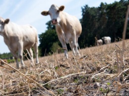 Длительная засуха в Германии нанесла миллиардный ущерб сельскому хозяйству