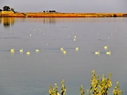 Богата уникальными пейзажами Херсонская земля, - в соцсетях публикуют фото залива Сиваш