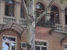 На главной улице Николаеве прохожему разрубила голову упавшая с дерева сухая ветка