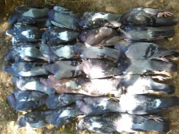 В Старобазарном сквере массово гибнут голуби. Фото