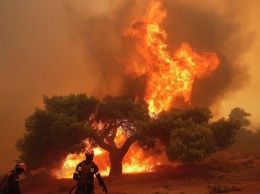 В лесных пожарах в Греции погибли 94 человека