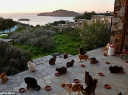 Работа мечты: в кошачий приют на греческом острове требуется смотритель на полгода