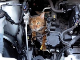 Водитель ездил по Киеву водитель с кошкой под капотом