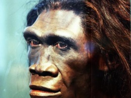 Ученые: Лень погубила первых прямоходящих Homo erectus на Земле