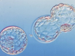 Биологи нашли у зародышей клеточную «застежку-молнию»