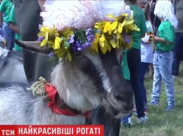 В Тернопольской области прошел конкурс красоты среди коз