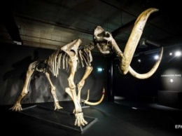Ученые нашли скелет мамонта с мягкими тканями и шерстью (фото)