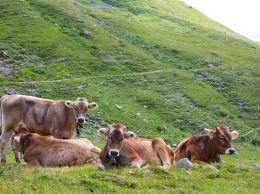 В Швейцарии проблема: коровы стали слишком большими