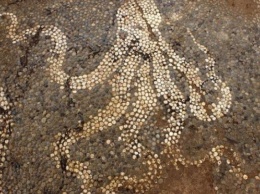 Археологи обнаружили в Греции мозаику с водными животными
