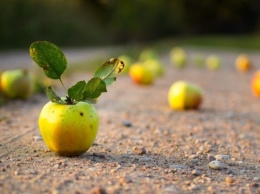 На Днепропетровщине ямы на дорогах латают яблоками
