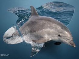 Форк Stellar Dolphin назначен на 30 августа