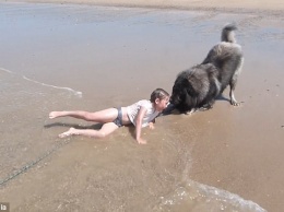 Она так любит волны, а он беспокоится: огромный пес «спасает» маленькую девочку