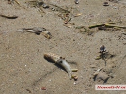 На пляже «Стрелка» берег усыпан дохлой рыбой, жители Николаева продолжают купаться в реке