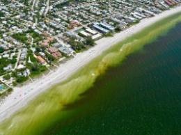 Во Флориде ввели режим ЧС из-за цветения воды и опасных водорослей. Фото и видео
