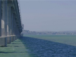 Почему мальки хамсы собираются у Крымского моста? (видео)