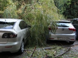 На Крутогорном спуске дерево упало на припаркованные автомобили