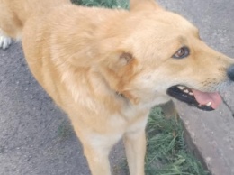 В Запорожье пса Бодю, для которого однажды искали дом, снова выгнали на улицу (ФОТО)