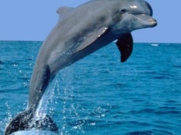 В аннексированном Крыму продолжают убивать дельфинов и массово истребляют рыбу