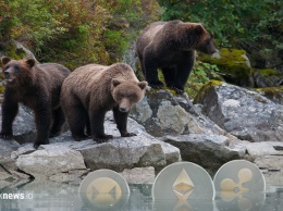 Как алькоины пережили медвежий тренд?