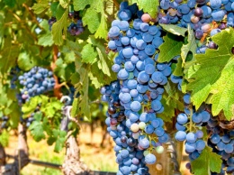"Укрсадпром" просит у правительства больше денег для виноградарей и садоводов