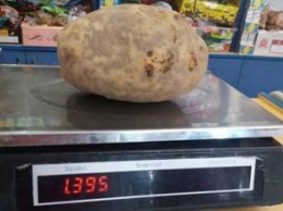 Можно накормить всю семью! Гигантский картофель удивил украинского фермера (фото)