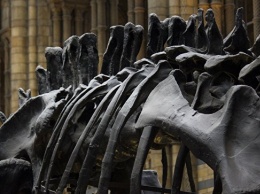 В Кировской области нашли скелеты предков динозавров