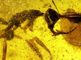 «Застывший на 99 миллионов лет»: В древнем янтаре обнаружен жук-опылитель