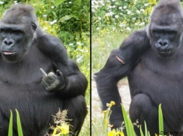 Дерзкая горилла показывает средний палец посетителям зоопарка