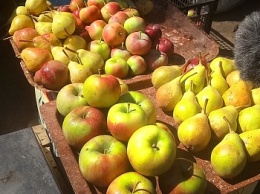 Яблочный Спас: сколько стоят яблоки на бердянских прилавках