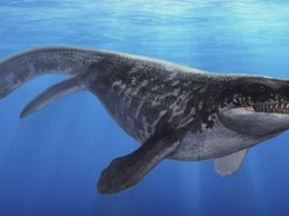 «10 миллионов лет»: В Крыму обнаружены уникальные останки кита