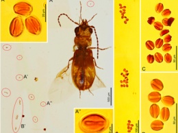 Ученые нашли в куске янтаря жука, который жил почти 100 миллионов лет назад