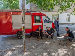 Жителей проспекта Гагарина испугал жуткий вой