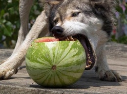 В Запорожской области волки поедают арбузы