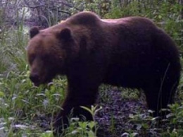 В лесах возле Чернобыльской АЭС появились медведи