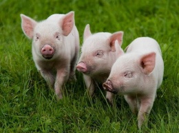 На Полтавщине - новая вспышка африканской чумы свиней